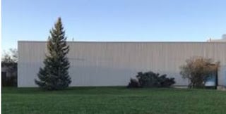 Spruce trees in Backyard